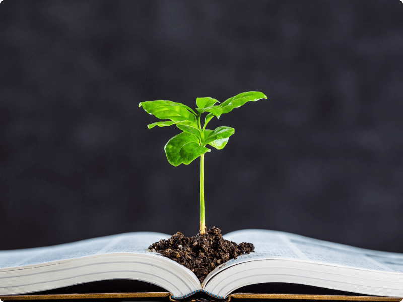 O que é Direito Ambiental e quais são seus princípios?